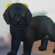 Blackie looks at me mournfully as I put her into the dog hotel.